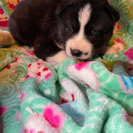 Siberian Husky Puppies from Siberian Huskies-Beckham the Great