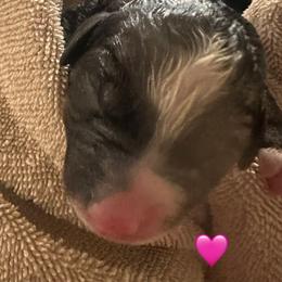 Aspen - Tri-color female Bernedoodle puppy in Carlotta, California from Lost Coast Bernese Mountain Dogs