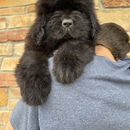 Blue Spot - Black male Newfoundland puppy in Nevis, Minnesota from Faithful Acres Newfs