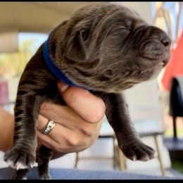 Enzo - Gray male Cane Corso puppy in Las Vegas, Nevada from LV3M Cane Corso
