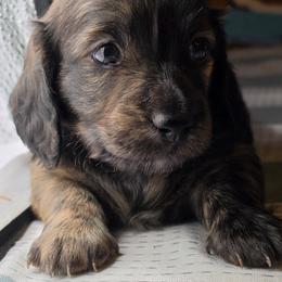 Sausage - Cream Brindle Boy - Brindle male Dachshund puppy in Pueblo, Colorado from HotDachs