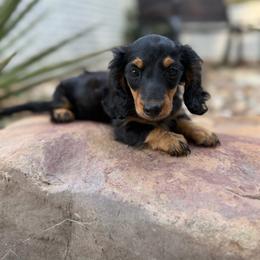 Will - Black and tan male Dachshund puppy in Hope, Arkansas from Duckett Lane Dachshunds