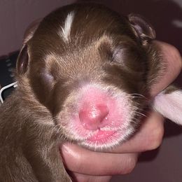 Three - Red tri-color female Australian Shepherd puppy in Albany, Oregon from Red Cloud Australian Shepherds and DeGray Great Danes & Bulldogs