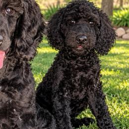 Shadow - male Golden Mountain Doodle puppy in Big Spring, Texas from Oliva’s Doods