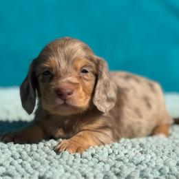 Thumper - Dapple male Dachshund puppy in Lincoln, Arkansas from Red Dirt Dachshunds