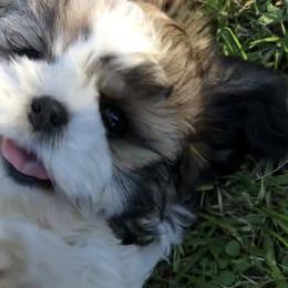 Shih Tzu Puppies from Stevens’ Hidden Acres