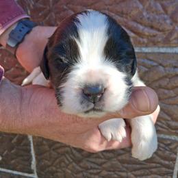 Sage - Brown and white female Saint Bernard puppy in Kinsman, Ohio from Coleman Saint Bernards of Ohio