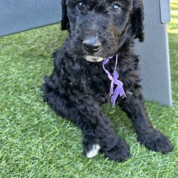 Izzy (purple girl) - Black female Poodle puppy in Gainesville, Georgia from Rose’s Goldendoodles & Standard Poodles