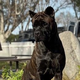 Cane Corso Puppies from Lionheart Cane Corso