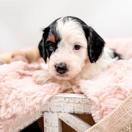 Skunk - Tri-color female Cavapoo puppy in Idaho Falls, Idaho from Freckle Paw Family