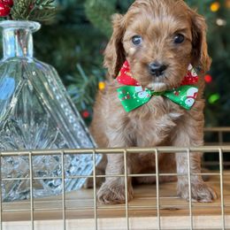 Sully - Red male Cavapoo puppy in Yuciapa, California from AlltheDoodlez_