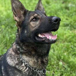 Bryna - German Shepherd