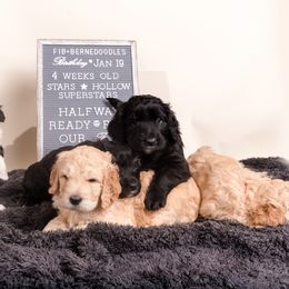 Bernedoodle Puppies from Sugarcreek Haven Bernedoodles