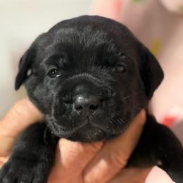 Pink Collar N - Black female Cane Corso puppy in Paris, Texas from Knucklehead Cane Corso