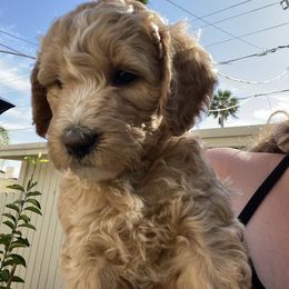 Australian Cobberdog Puppies from Mud Pies Australian Cobberdogs