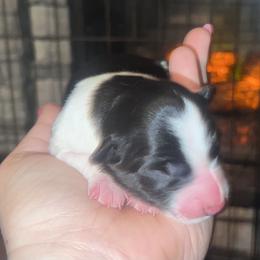 Roman - Black and white male Border Collie puppy in Liverpool, Pennsylvania from Breezy Acres Stock & Sporting Dogs
