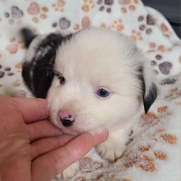 Carletto Beltramini - Blue merle male Toy Australian Shepherd puppy in Laconia, Indiana from Beasley Acres Aussies