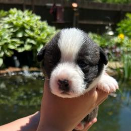 Hickory (lite pink collar) - Brindle and white male Cardigan Welsh Corgi puppy in Clio, Michigan from Old Oak Cardigans