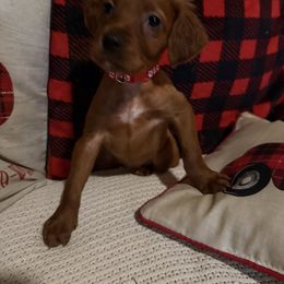 Sydney - Mahogany female Irish Setter puppy in Orem, Utah from Rocky Mountain Irish Setters