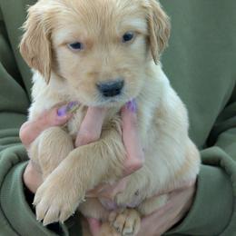 Puppy 9 - Golden female Golden Retriever puppy in San Tan Valley, Arizona from Top Gun Golden Retrievers