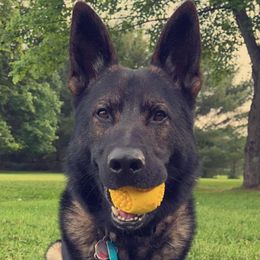 German Shepherds from Valorridge K9s