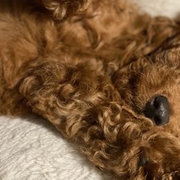 Goldendoodles from Doodle This and Doodle That