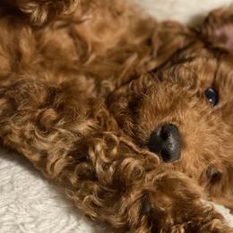 Goldendoodles from Doodle This and Doodle That