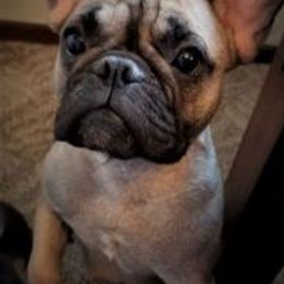 French Bulldogs from Hunter Creek