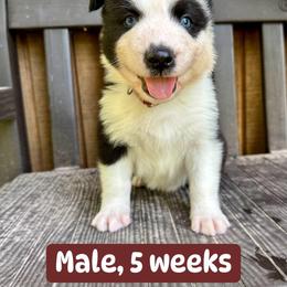 Brown collar - Black and white male Yakutian Laika puppy in Bethel, Ohio from Caldersong Kennels