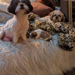 Shih Tzu Puppies from We Shih Tzu Not!