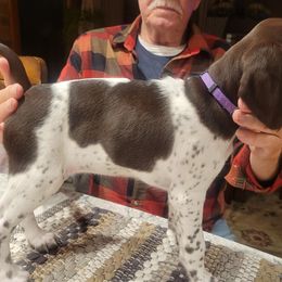 Girl 4 - Liver and white female German Shorthaired Pointer puppy in Chetek, Wisconsin from Susan's German Shorthaired Pointers