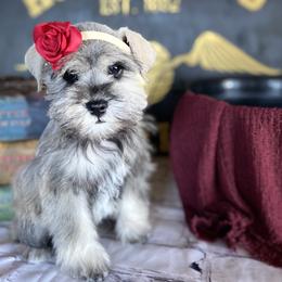 Miniature Schnauzer Puppies from Schnauzers on Robinson Lane