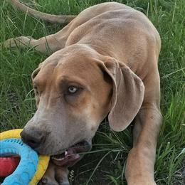 Griswold - Fawn male Great Dane puppy in Cunningham, Kansas from Garden Grove Great Danes