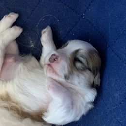 Havanese Puppies from Jacqueline Carney