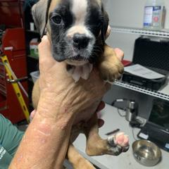 Boy 1 - Fawn Boxer puppy in Kansas, Missouri from Gardner’s Euro Boxers (Von Der Sieger)