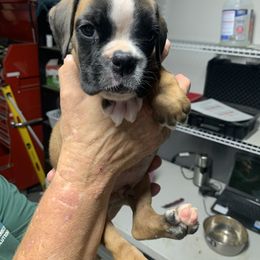 Boy 1 - Fawn Boxer puppy in Kansas, Missouri from Gardner’s Euro Boxers (Von Der Sieger)
