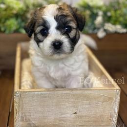 Cavapoo and Coton de Tulear Puppies from Big Gulch Puppies