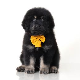 Orange Bow Tie Boy - Black and tan male Tibetan Mastiff puppy in Wheaton, Illinois from Adynasty Tibetan Mastiffs