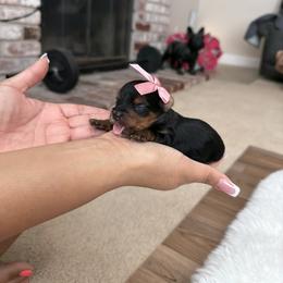 Puppy 6 - Black and tan female Yorkshire Terrier puppy in Modesto, California from The Dog House