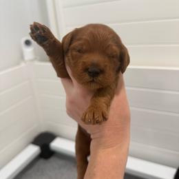 Glitter - Red  female Goldendoodle puppy in Las Vegas, Nevada from Bridges Goldendoodles