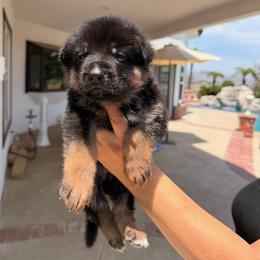 Onyx - Black and red male German Shepherd puppy in Anaheim, California from Hanan Hanna