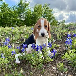 Wesley - Black white and tan male Beagle puppy in Katy, Texas from Houston’s Howlin’ Hounds