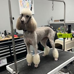 Daphne - Poodle
