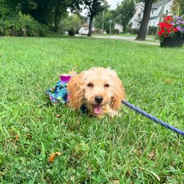 Maltipoo puppies from Awwws-n-Pawws