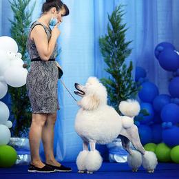 Poodles and Shih Tzus from Ganna Sultan