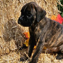 Eon - Brindle Boxer puppy in Cove, Oregon from Luna Ray Boxers