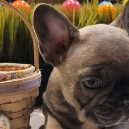 French Bulldogs from Norris Frenchies
