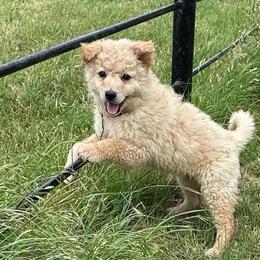 Maui - Yellow female Mudi puppy in Valley Mills, Texas from Graves Farm Mudi