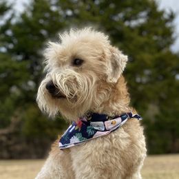 Penny - Soft Coated Wheaten Terrier