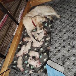 Golden Retriever Puppies from High Road Golden Retrievers